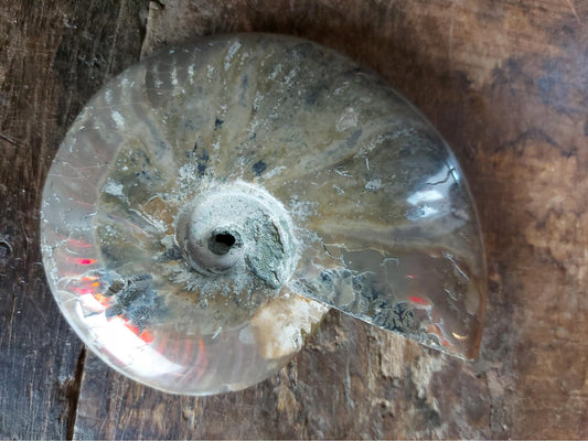 Polished ammonite from North Africa